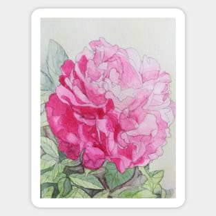 Red pink peony rose watercolour painting Sticker